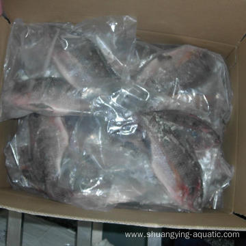 Frozen Tilapia Fish Whole Round 500-800g Gutted Scaled